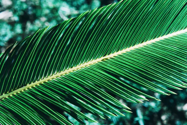 Mise en page de feuilles vertes tropicales créatives . — Photo