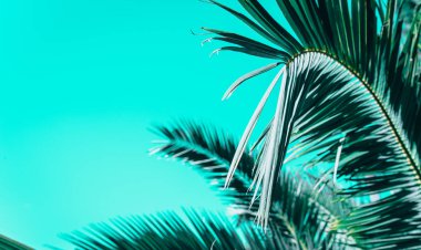 Yaratıcı tropikal yeşil yaprakları düzeni.