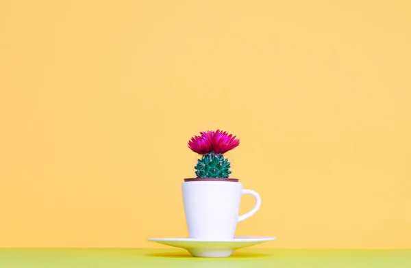 Petit cactus dans un pot de fleurs sur un fond branché . — Photo