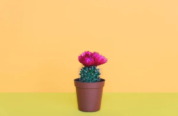 Small cactus in a flowerpot on a trendy background. — Stock Photo, Image