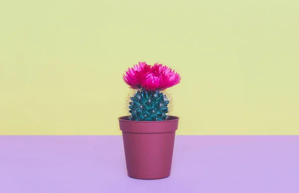 Small cactus in a flowerpot on a trendy background. — Stock Photo, Image