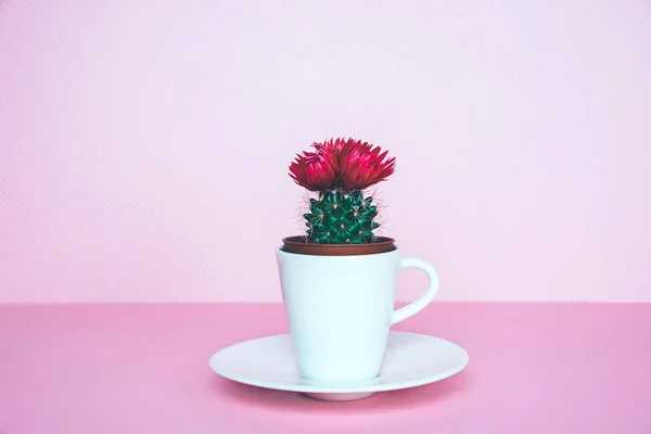 Petit cactus dans un pot de fleurs sur un fond branché . — Photo