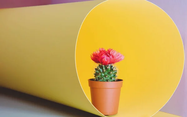 Small cactus in a flowerpot on a trendy background. — Stock Photo, Image