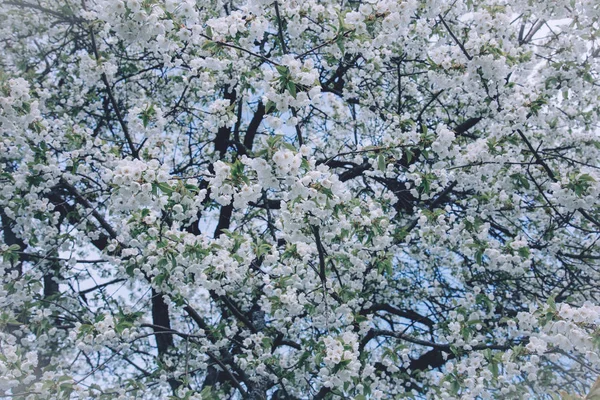 Flores das flores de cereja em um dia de primavera. — Fotografia de Stock