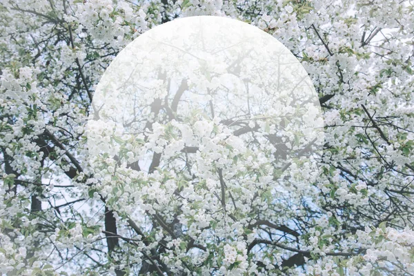 Blumen der Kirschblüten an einem Frühlingstag. — Stockfoto