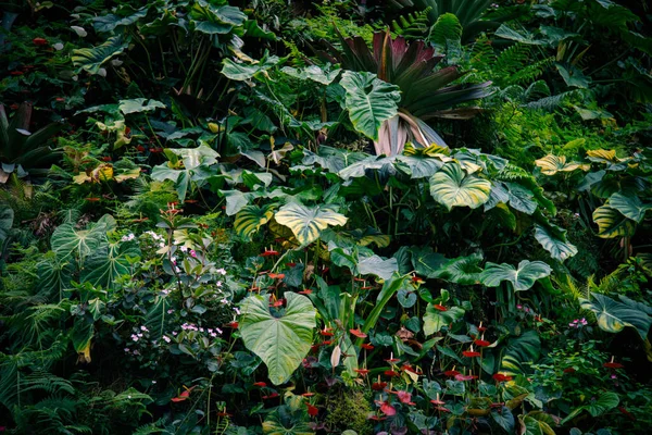 Koyu arka plan üzerinde tropikal yeşil yaprakları. — Stok fotoğraf
