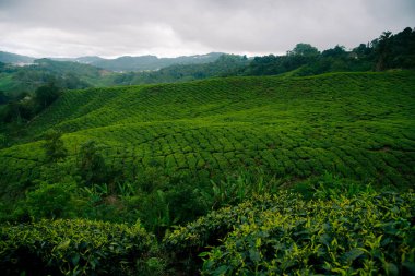 Cameron Highlands Çay Tarlaları.