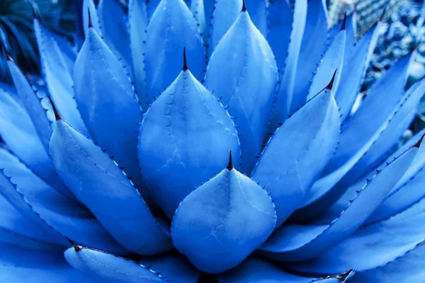 Вид крупным планом на завод голубой агавы. Модный цвет 2020 . — стоковое фото