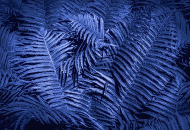 Genç yeşil eğrelti otu yapraklarıyla yapılmış güzel bir arka plan. Moda rengi.