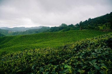 Cameron Highlands Çay Tarlaları.
