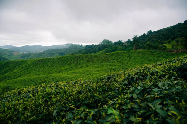 Theevelden in de Cameron Highlands. — Stockfoto