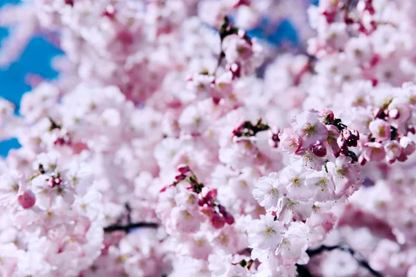 Bunga dari bunga sakura mekar pada hari musim semi. Stok Foto Bebas Royalti