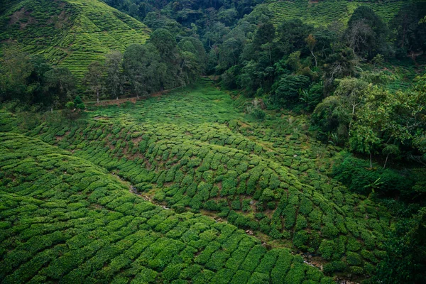 Theevelden in de Cameron Highlands. Rechtenvrije Stockfoto's