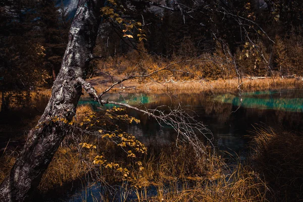 Bílé břízy na podzim dekorace na břehu jezera, — Stock fotografie