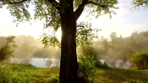 Luz do sol através de folhas deslizante tiro . — Vídeo de Stock