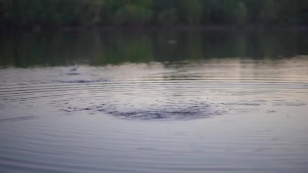 Kámen skáče na vodní hladině. Krásný pohled na házení malého zploštělého kamene poté, co byl mnohokrát hozen přes vodní hladinu a nakonec se potopil v jezeře. — Stock video