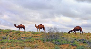 Karakum çölünde bahar. Türkmenistan, amels otlatmak 