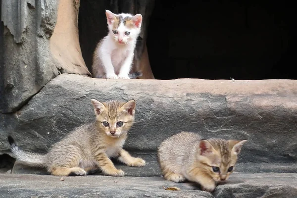 Merdivenlerde üç yavru kedi