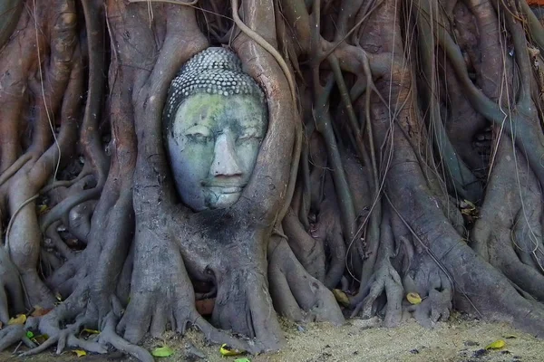Thailand Ayutthaya Hidden Statue Famous — Stock Photo, Image