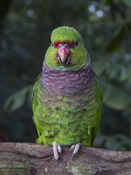 Grüner und lila Papagei in einem brasilianischen Park — Stockfoto