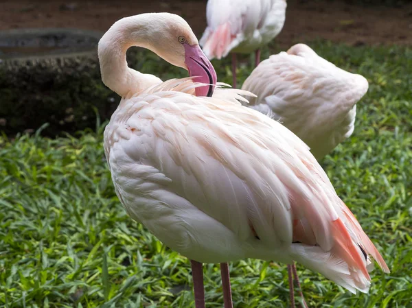 Flamingo Brezilyalı bir parkta — Stok fotoğraf