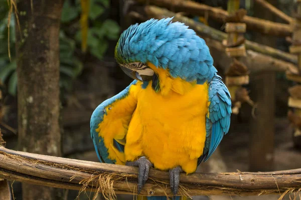 Blauer und gelber Ara in einem brasilianischen Park — Stockfoto