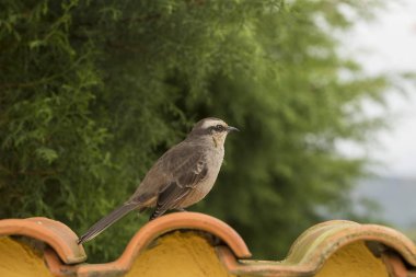 Genç kırmızı ovenbird tarafına bir çatı kiremit - Kızılca hornero arıyorsunuz