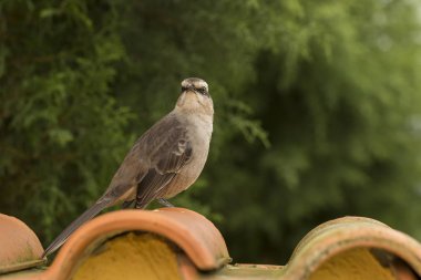 Genç kırmızı ovenbird tarafına bir çatı kiremit - Kızılca hornero arıyorsunuz