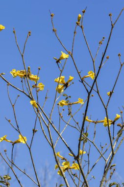 sarı çiçek ve derin mavi gökyüzü ile kuru ağaç dalları