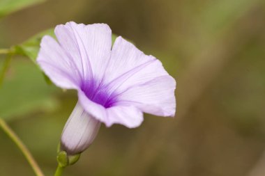 açık ve koyu mor çiçek kapatmak şey ayrıntı yeşil arka plana sahip