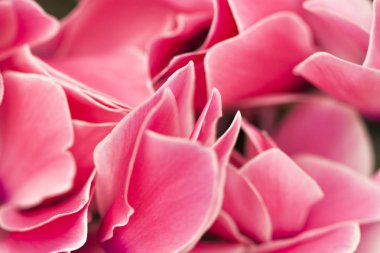 pembe yaprakları yakından detay doku arka plan