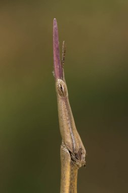 böcek sopa phasmatodea profil portre makro detay