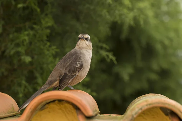Genç kırmızı ovenbird tarafına bir çatı kiremit - Kızılca hornero arıyorsunuz