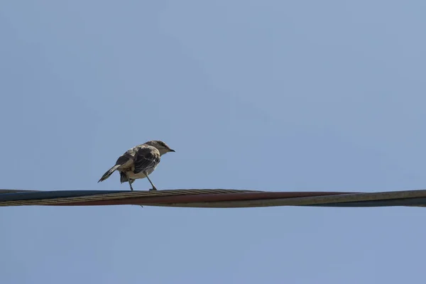 Pássaro empoleirado em fio com céu azul — Fotografia de Stock