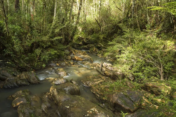 Ποταμάκι που τρέχει ανάμεσα στα βράχια στη μέση ενός πυκνού δάσους - οριζόντια — Φωτογραφία Αρχείου