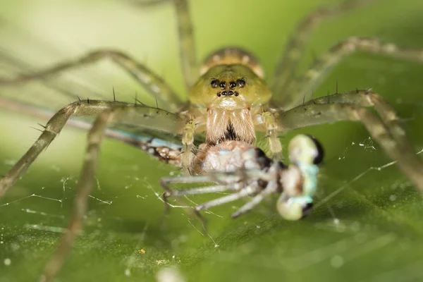 Zöld Pók eszik egy szitakötő makró közelről, részlet — Stock Fotó
