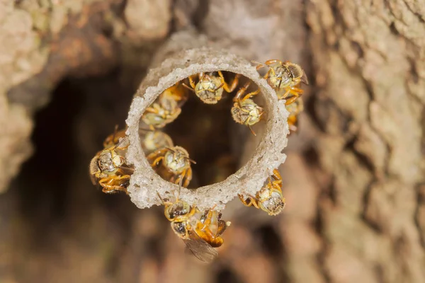 Jatai-Bienen am Eingang ihres Bienenstocks Makro Nahaufnahme Detail — Stockfoto