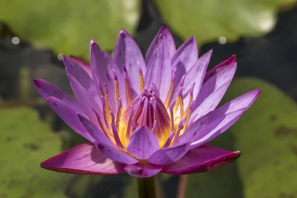 purple water lily or blue star lotus with yellow and green background close up detail front view - nymphaea nouchali