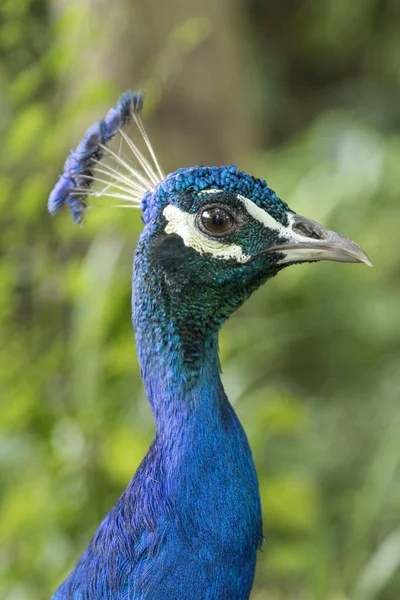 Mavi tavus kuşu portre portre — Stok fotoğraf