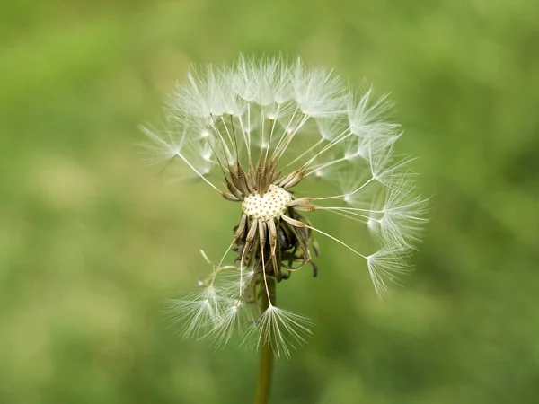 Old white common dandelion blowballs that lost some seeds on green background - taraxacum officinale — Stock Photo, Image