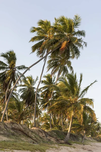 夏の日没時にビーチで熱帯の椰子の木 — ストック写真