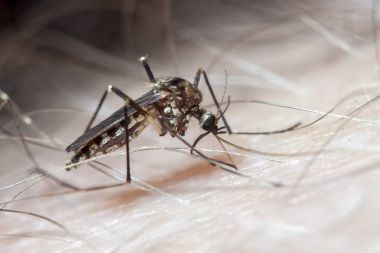 Aedes aegypti sivrisinek insan derisi üzerinde