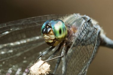 yeşil gözleri makro portre bir sopa ile mavi yusufçuk