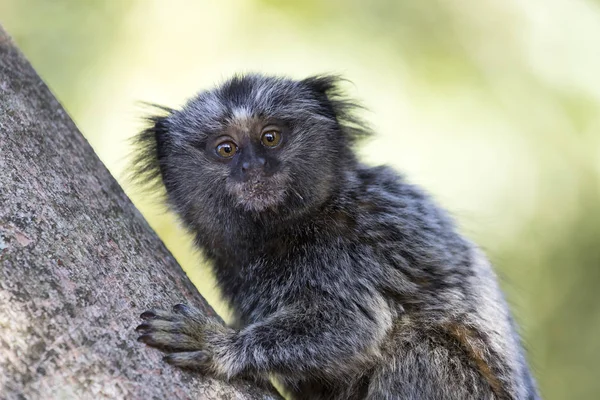 Bebek Siyah tufted marmoset