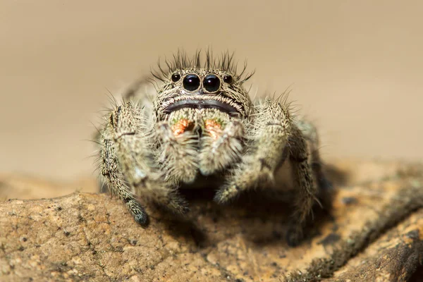 Aranha de salto marrom em um macro retrato de folha — Fotografia de Stock