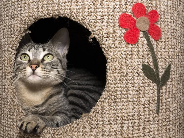 kedi evinde ararken
