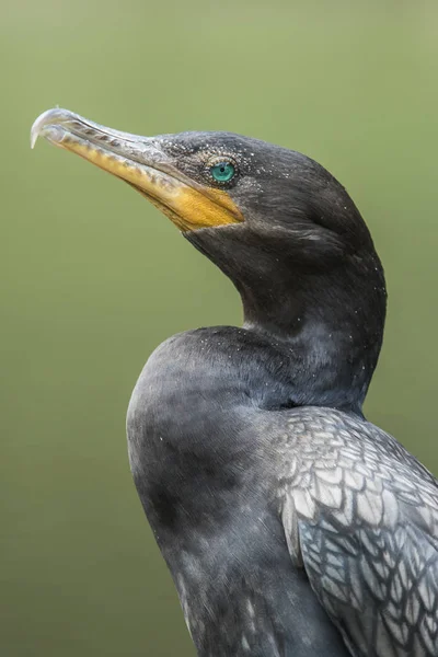 Corvo-marinho de crista dupla preto — Fotografia de Stock