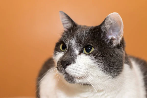 gri ve beyaz kedi turuncu arka plan ile yan portre seyir
