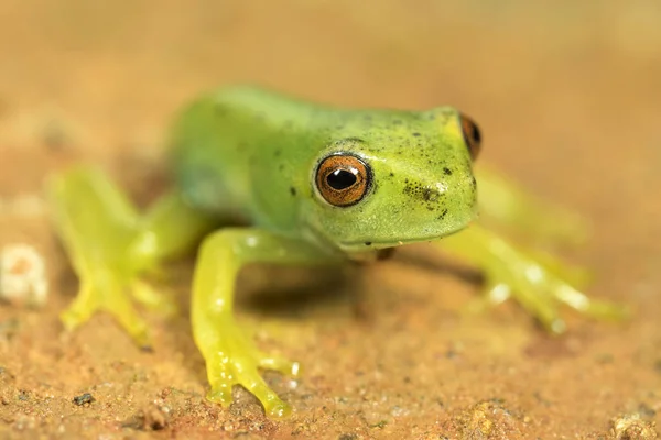 Маленька зелена жаба з червоними очима — стокове фото