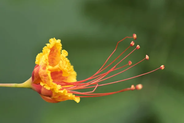 Червона і жовта квітка — стокове фото